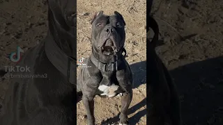 افضل كلاب بيتبول في العالم Shorts Dogs Status 