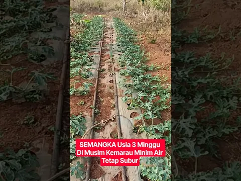 Minim Air Tanam Semangka Musim kemarau Ekstrim #Semangka #MusimKemarau