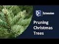 Pruning Christmas Trees