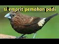 Download Lagu SUARA PIKAT BURUNG EMPRIT / PIPIT SAWAH