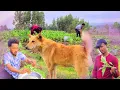 Download Lagu Eee Salphanne Bara kana huma Addaa Argina Osheman fii Wabitube  Sareen  Humnaan Boqoollo Aramsiise😄