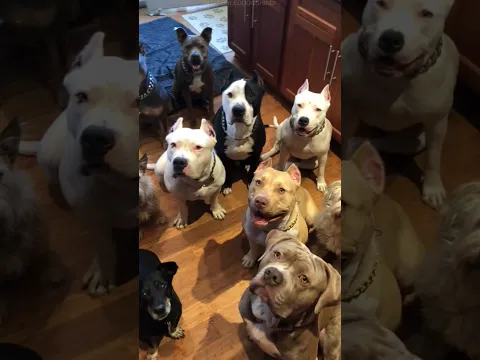 Pitbull Is Good For Family? ❤️