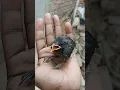 Download Lagu Pigeon egg 🥚 magical viral video 😍😱🥚 #shorts #pigeon #birds #cartoon #animals #kabootar #youtube 🐦🥰🙏