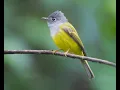 Download Lagu Grey headed canary flycatcher