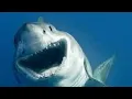 Download Lagu Shark Week 2023 Day 4: Blue Demon 2004