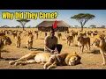 Download Lagu He saved a sick lion — the next day, more than 50 lions surrounded his house