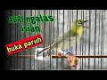Lagu Pleci auri gacor Ngalas isian buka paruh pancingan dan masteran suara burung pleci auriventer