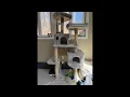 Hey-brother Multi-Level Cat Tree review