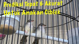 Download Membedakan anakan ciblek jantan dan betina || Prediksi tepat dan akurat MP3