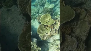 Farewell Snorkel in Sumatra Indonesia #shorts #sailinglife #naturelovers