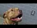 Kokomo Humane Society Pet of the Week - Rufus