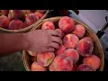 Discover Colorado s Palisade peaches