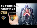 Master Anatomical Position and Directional Terms in Minutes Quiz