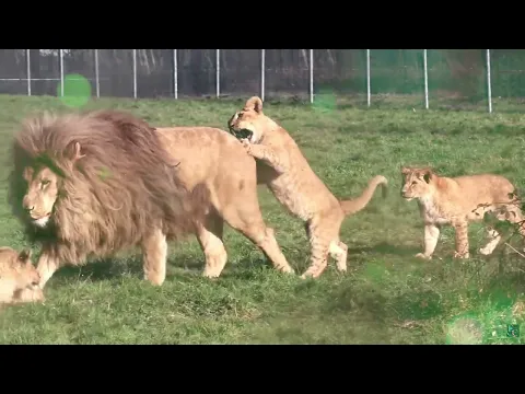 Download MP3 LION CUBS PLAYING WITH DAD...FUNNY MOMENTS