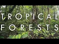 Download Lagu Tropical Rainforest and Tropical Seasonal Forest - Biomes#1