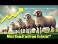 Top 5 Fast-Growing Sheep Breeds for Meat Production
