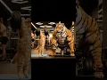 Download Lagu #phonk #music #ytshorts #funny #comedymove #funnymemes #comedy #animals #dance #memes #tiger #cat