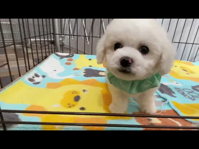 動画