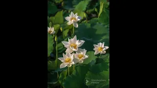 دار الفناء  نشيد   اناشيد دندنها