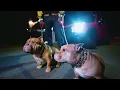 Download Lagu WESTSIDE GUNN - BOSWELL FT ESTEE NACK, STOVE GOD COOKS (OFFICIAL VIDEO)