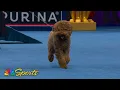 National Dog Show 2025 Sporting Group Full Judging NBC Sports