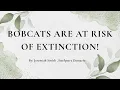 Bobcats are at risk of extinction
