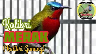 kolibri merak gacor kolibri gunung gacor bangkicau1131