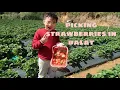 A day at strawberry farm in Dalat (Vietnam Travel) Đi hái dâu ở Đà Lạt || Bobby Daily