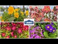 NEW at Lowe s Garden Center March 2026 Spring Plant Arrivals