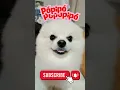Lagu Pópipópi pópópipó # trend #viralshorts #aslandog #cute #pomeranianpuppy #funnyshorts