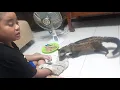 Download Lagu Musang Eput (Ekor Putih) makan mie lebar rebus, pisang mas.