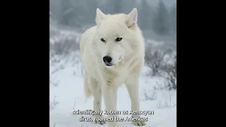 Scientists Bring Back Dire Wolves After 12 500 Years Of Extinction 