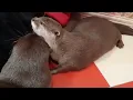 Download Lagu Otter Taro-kun looks so cute, resting on Nanny🥰🦦💕|Cute Otter
