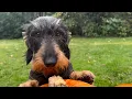 Dachshund Teddy supervises pumpkin carving