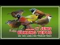 Download Lagu 17 JENIS BURUNG TEPUS | JENIS BURUNG KICAU | HARGA BURUNG KICAU
