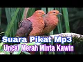Download Lagu Suara Uncal Merah Minta Kawin Cocok Buat Mikat