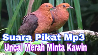 Download Suara Uncal Merah Minta Kawin Cocok Buat Mikat MP3