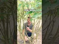 Download Lagu Sering snoeien? Zo doe je het goed (stap voor stap uitgelegd!)  #tuinieren #gardening