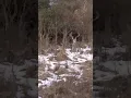 Download Lagu I can’t believe he ran in like that!! #archery #bowhunting #snow