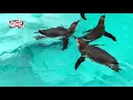 EKSKLUZIVNO! EVO KAKO JE  IZGLEDAO PRVI IZLAZAK PINGVINA U BEO ZOO VRTU! (KURIR TV)