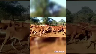 الشاعر معاذعيسي ابوخريس من ولادالمسيريه الديبب توراث ربابه المجلد 