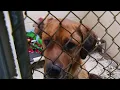 More than 20 rescued animals find forever home in Roanoke Valley