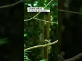 suara pikat burung prenjak #kicaumania #burung #masteranjernih #birds