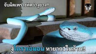 SEP EP.106 จับผิดเพราะคิดว่างูยาง!! งูโดราเอม่อน สีฟ้า หายาก1ในล้าน!!