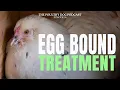 Egg Bound Treatment Causes and Prevention Explained By Dr Blayne