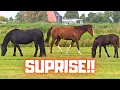 Finished! Finally, all the horses can be back in the pasture!! | Friesian Horses