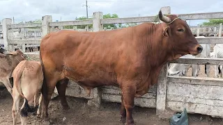 FEIRA DE GADO EM CAMPINA GRANDE-PB 26/02/2025