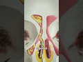 Download Lagu Balloon Sinuplasty 🤔(explained)