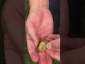 Bloom to Bottle-3 Mighty Muscadine Harvest - Hear from Brock Agee