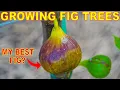 Download Lagu Is This My BEST FIG TREE? The ONE FIG To Rule Them All!